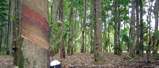 SERINGUEIRAS 4